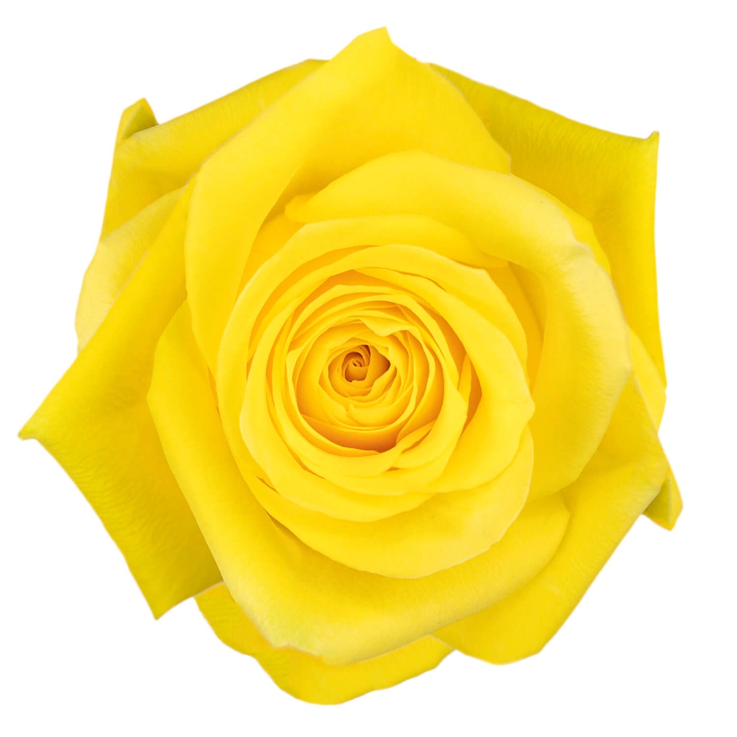 Yellow Roses