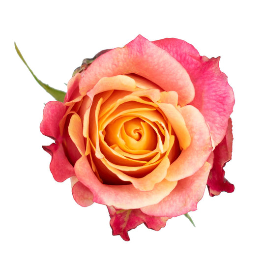 3D Roses