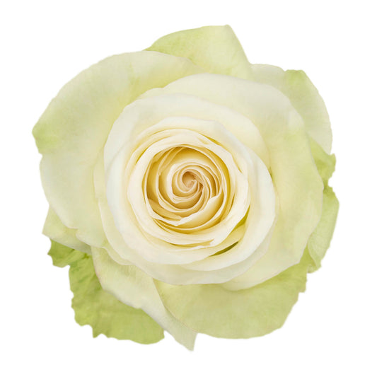 Alba Roses