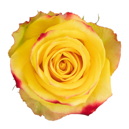 Alert Roses