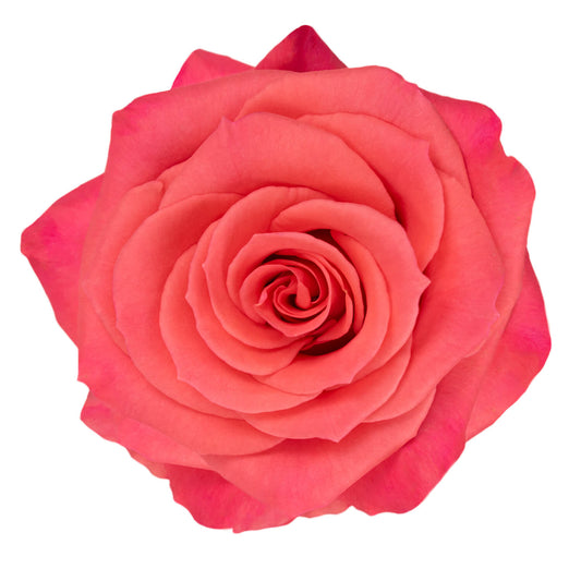 Amsterdam Roses