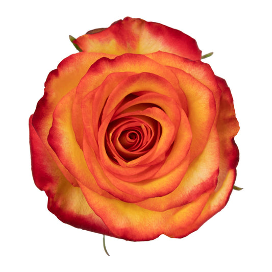 Bicolor Roses