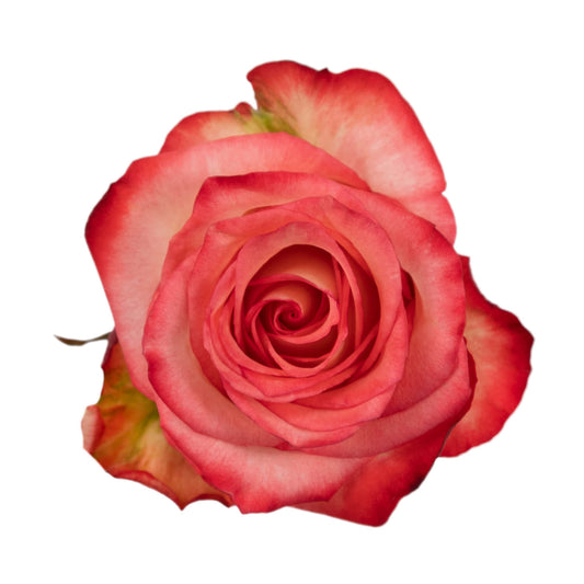 Blush Roses