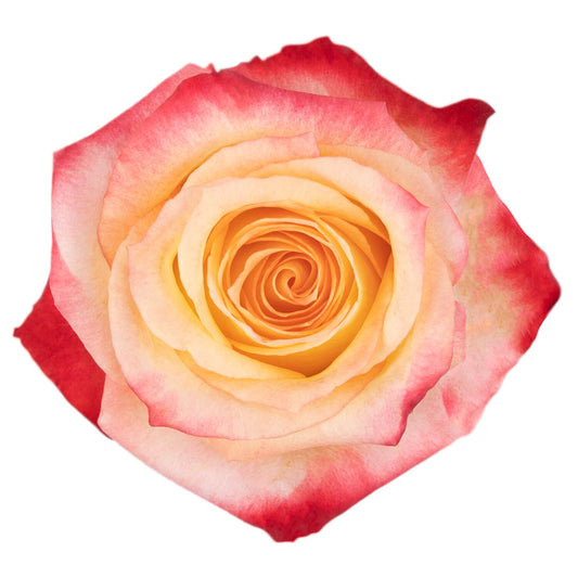 Cabaret Roses