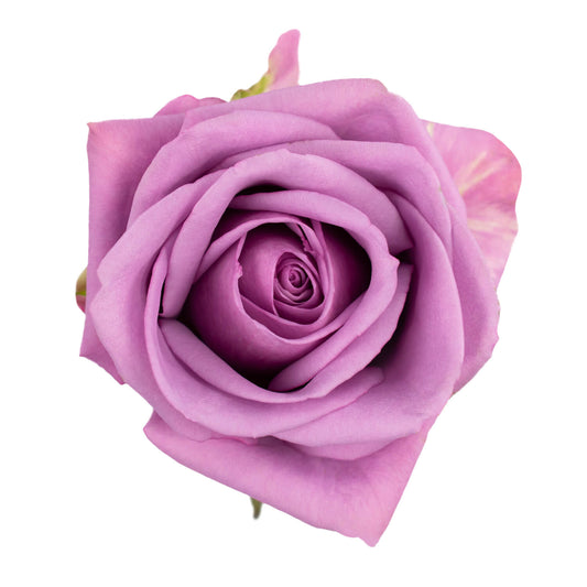 Cool Water Roses