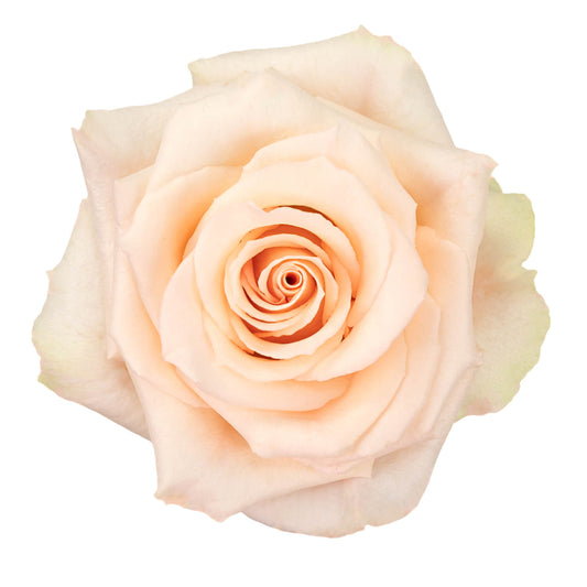 Corinna Roses
