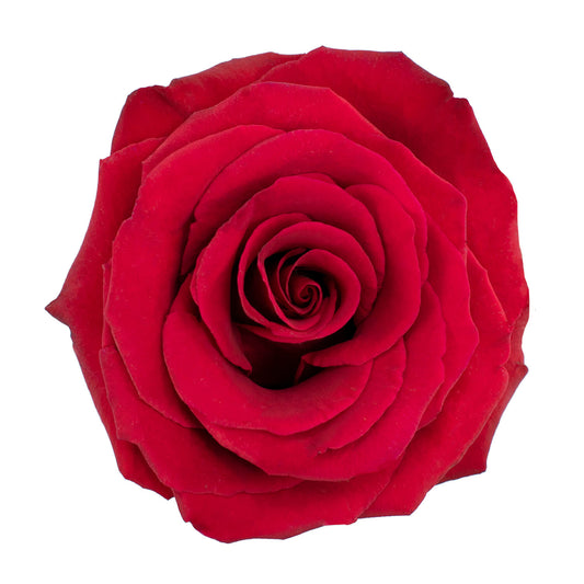 Cupido Roses