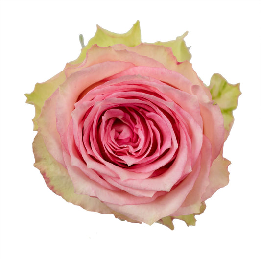 Esperance Roses