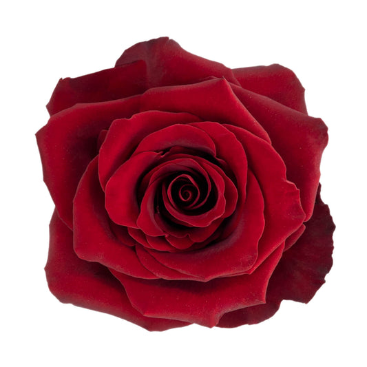 Explorer Roses