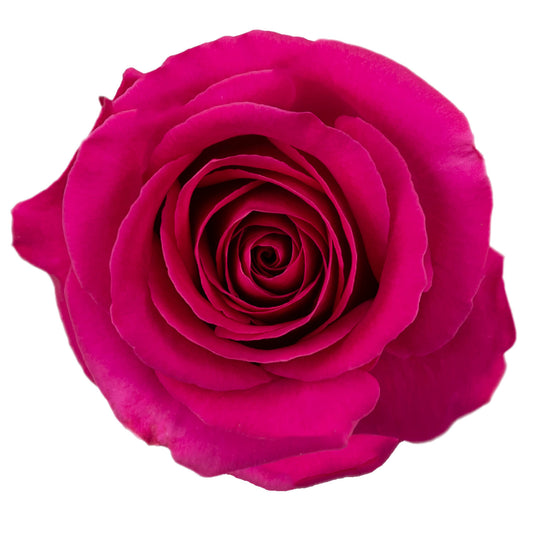Hot Pink Roses