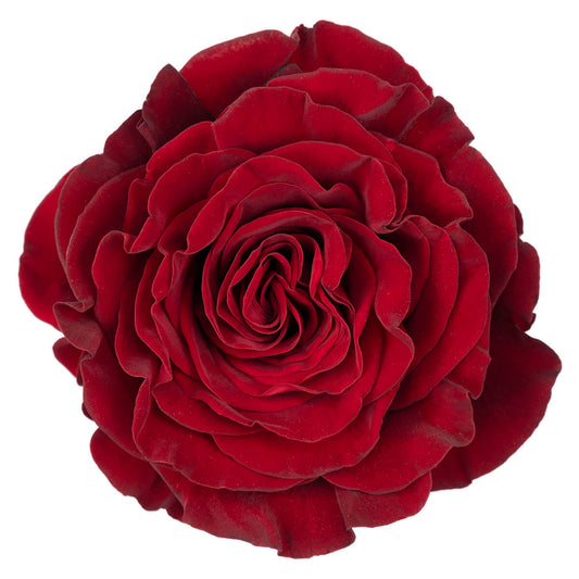 Hearts Roses