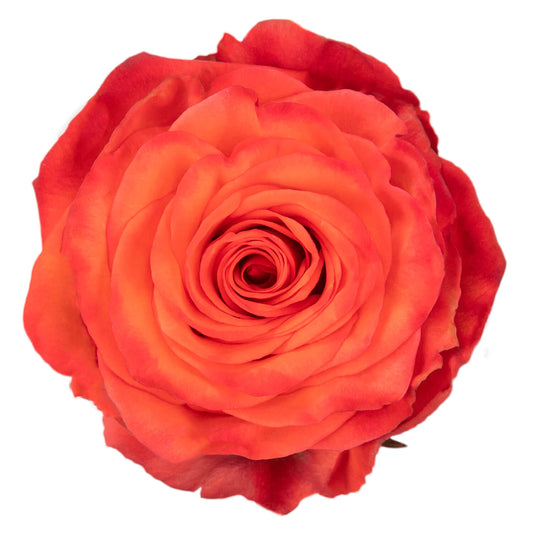 High & Orange Roses