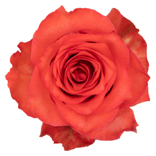Iguana Roses