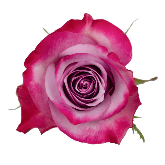 Lavender Roses
