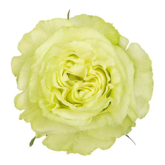Lemonade Roses