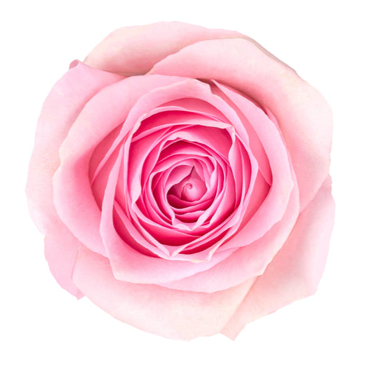 Luciano Roses