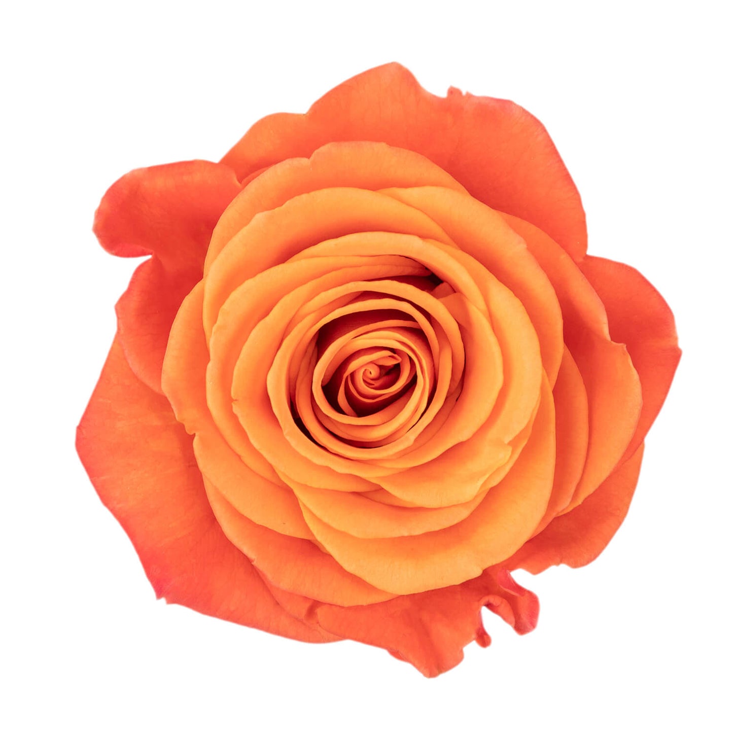 Orange Crush Roses