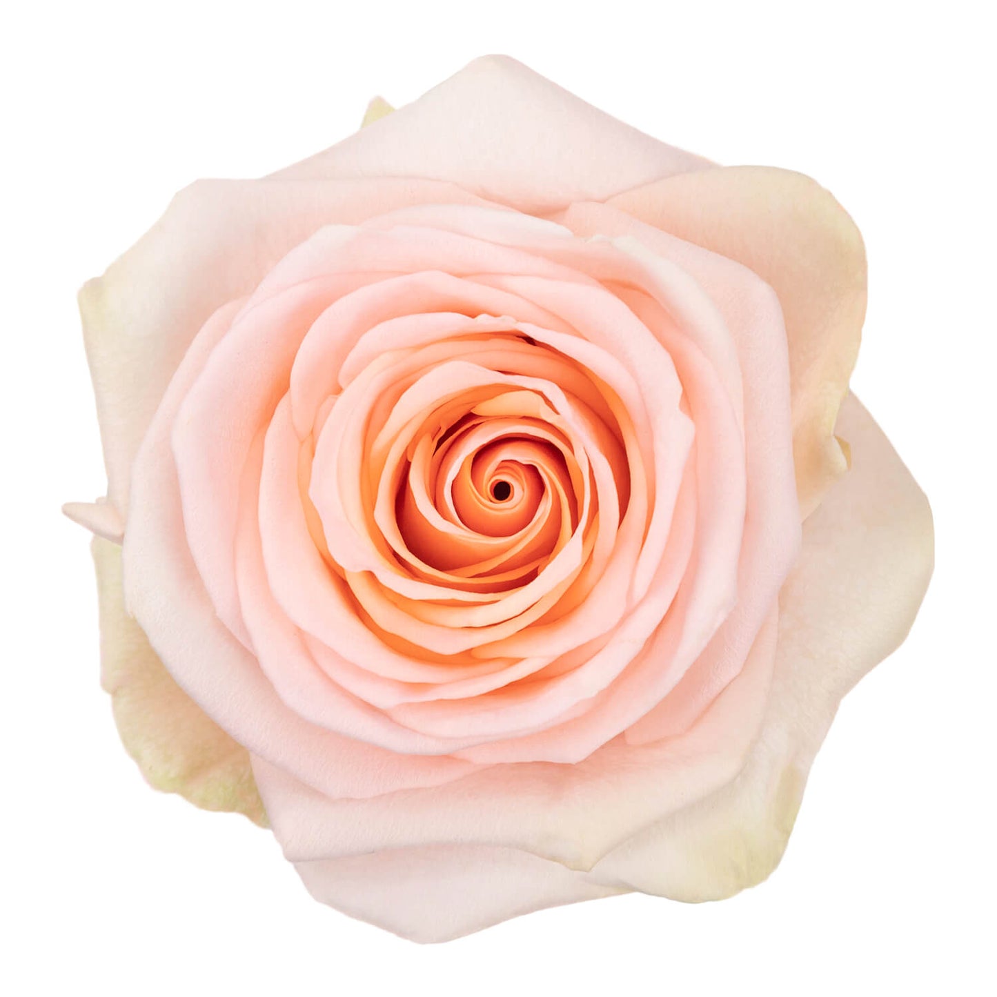 Peach Roses