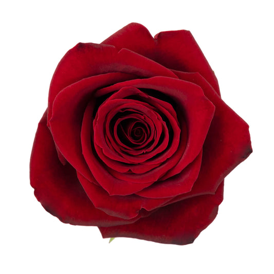 Red Roses
