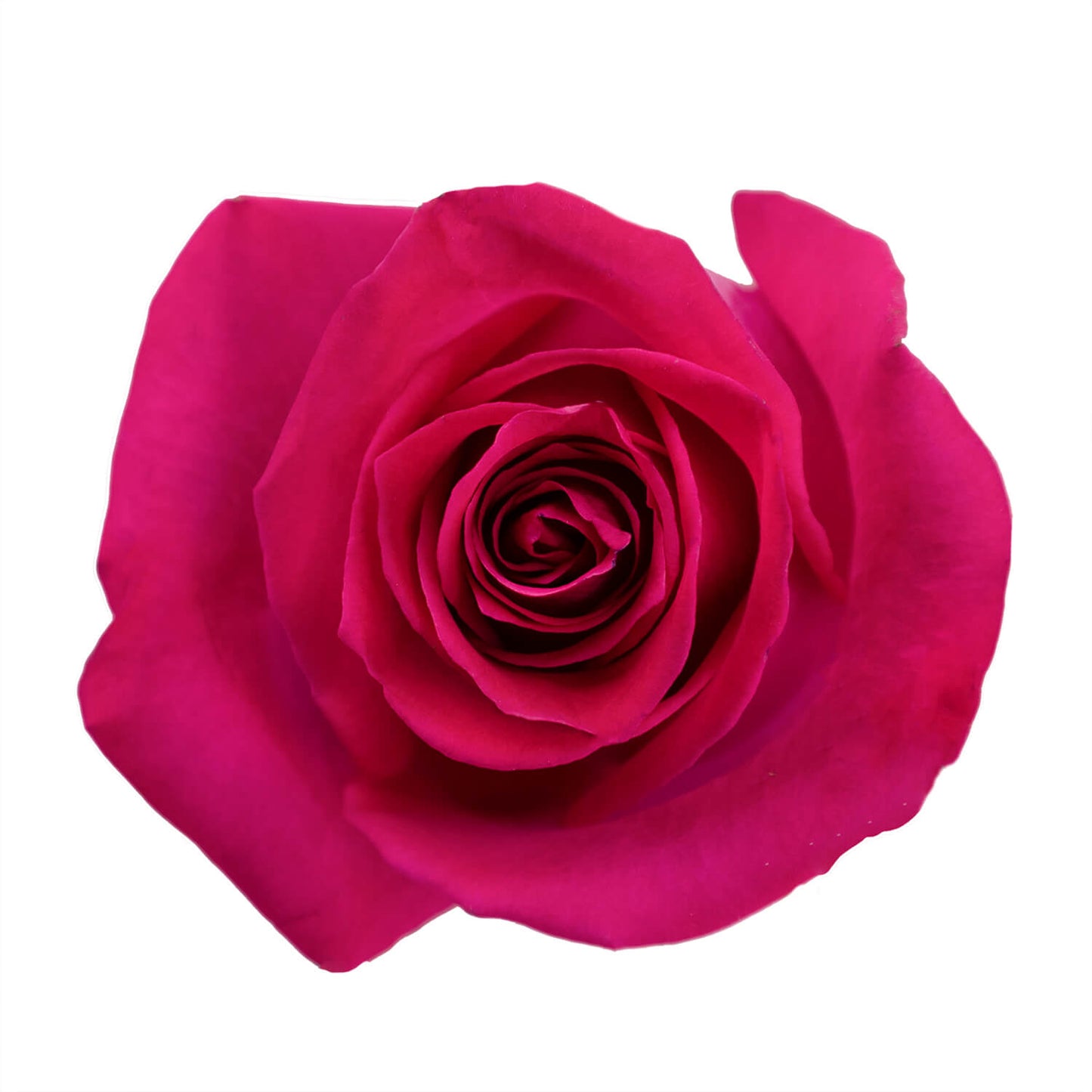 Topaz Roses