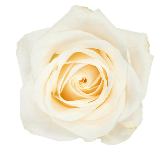 White Roses